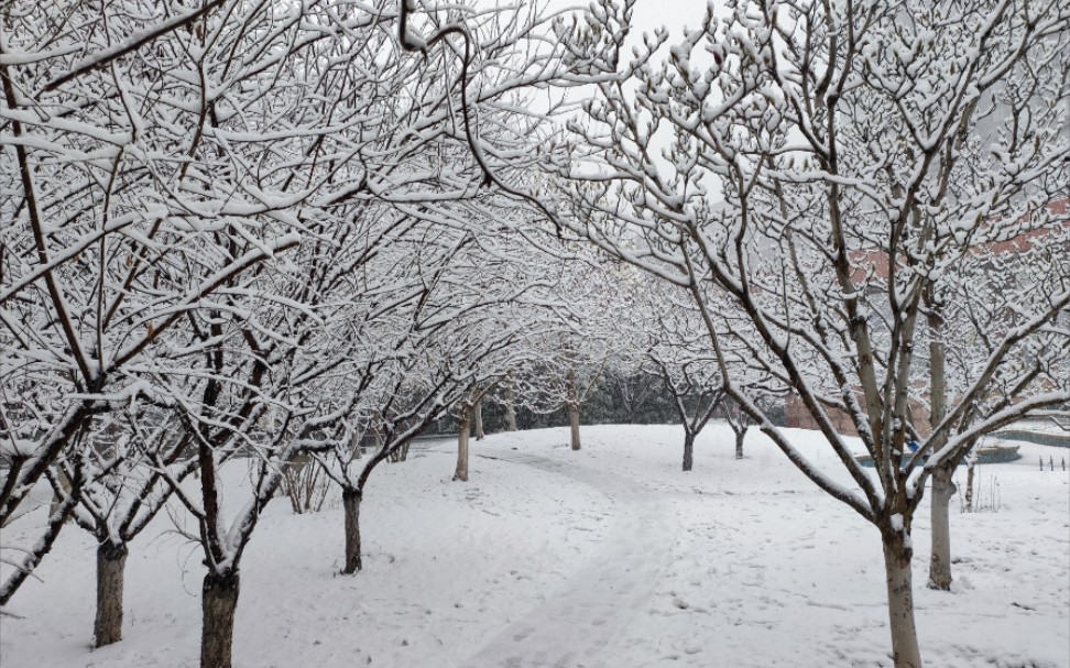 [图]京城の雪