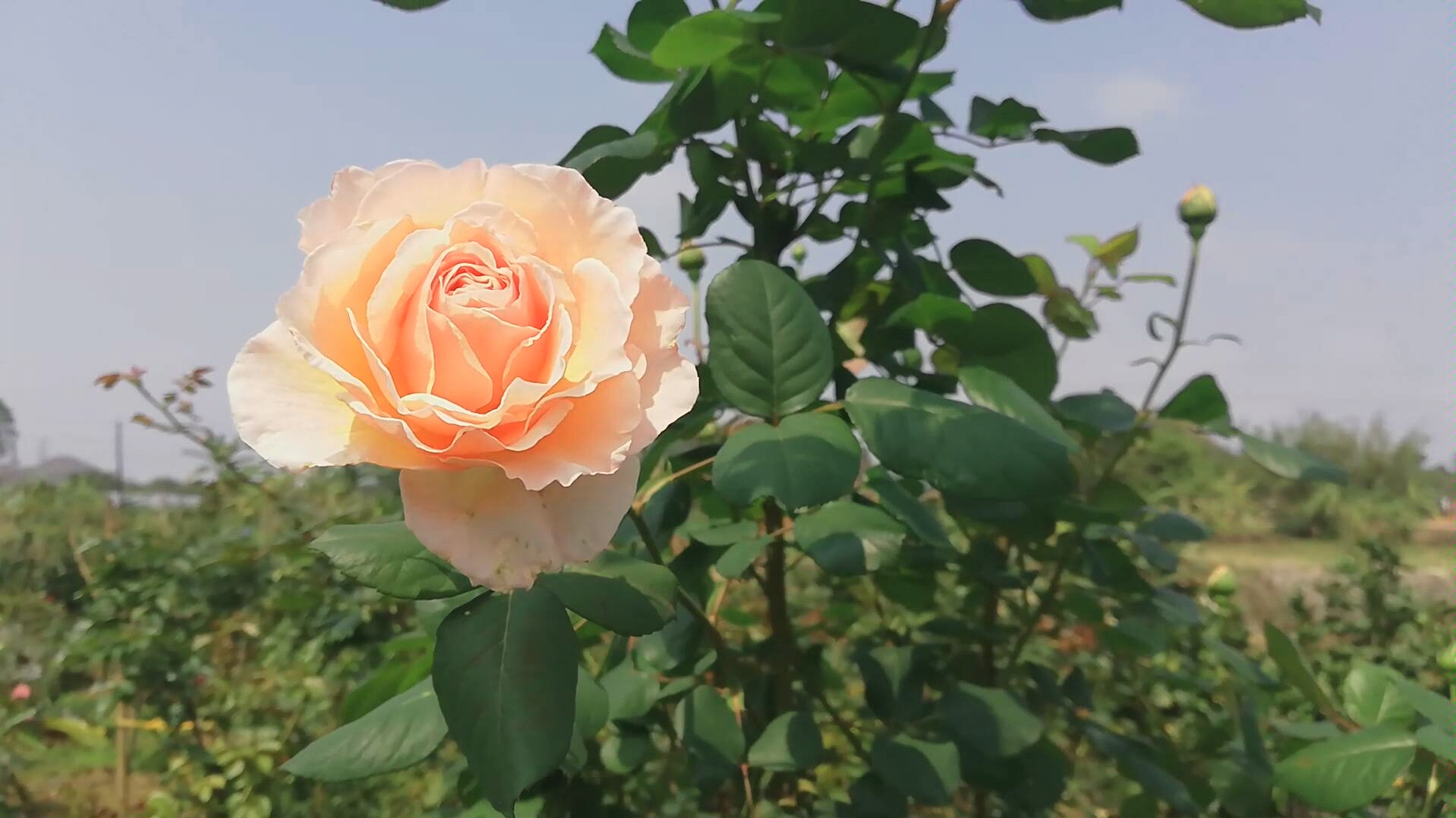 浪漫俳句 月季 春日微风 鸟语花香