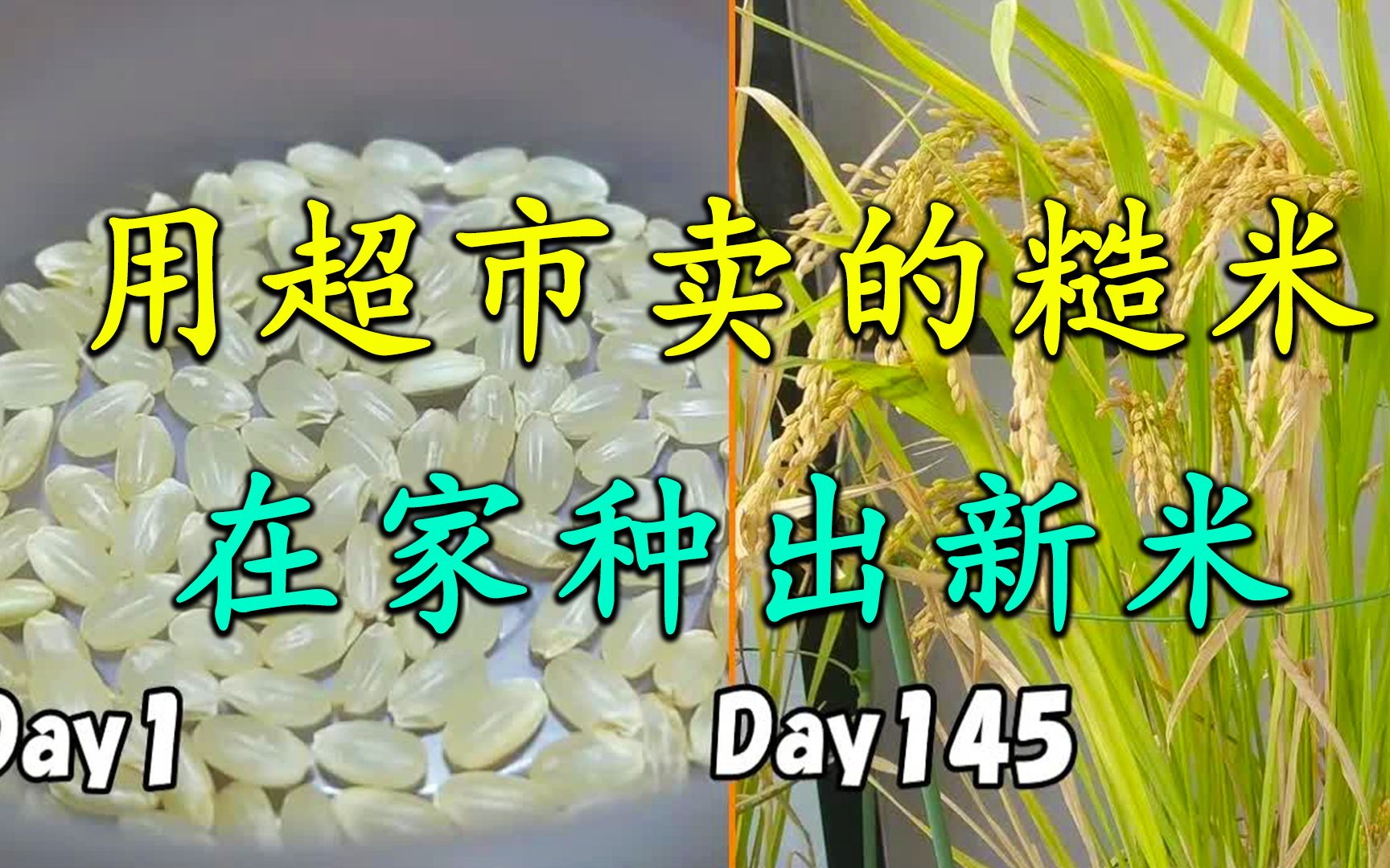 你敢相信超市卖的糙米,用水泡三天发芽后,竟能种出新米哔哩哔哩bilibili