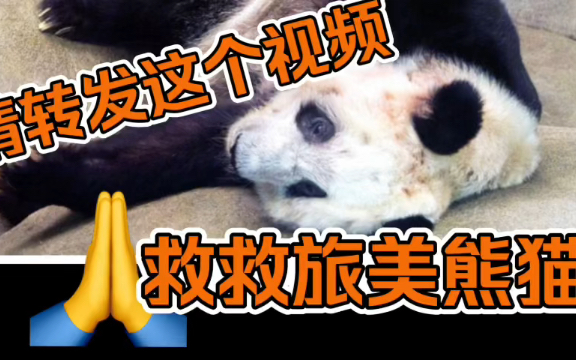 请转发此视频救救旅美大熊猫丫丫吧