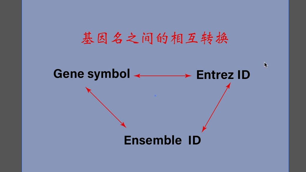 【想学必看】基因名、Gene symbol、Ensemble Gene ID和Entrez ID之间ID转换哔哩哔哩bilibili