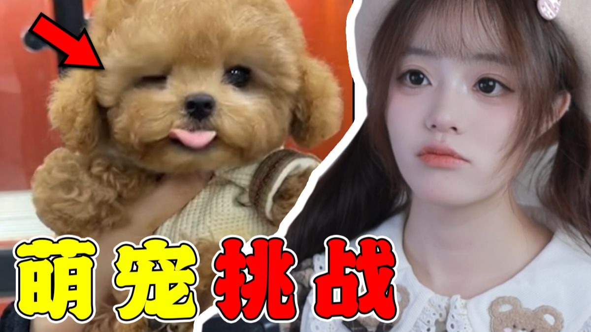 世界上怎么会有此等萌物！【萌宠挑战】