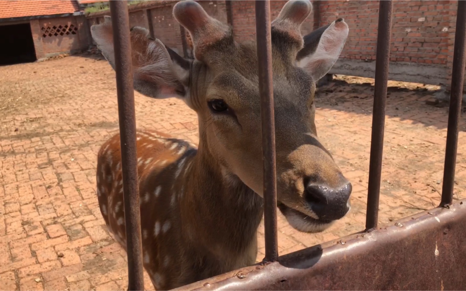 探访曾经辉煌的龙潭山脚下的鹿场