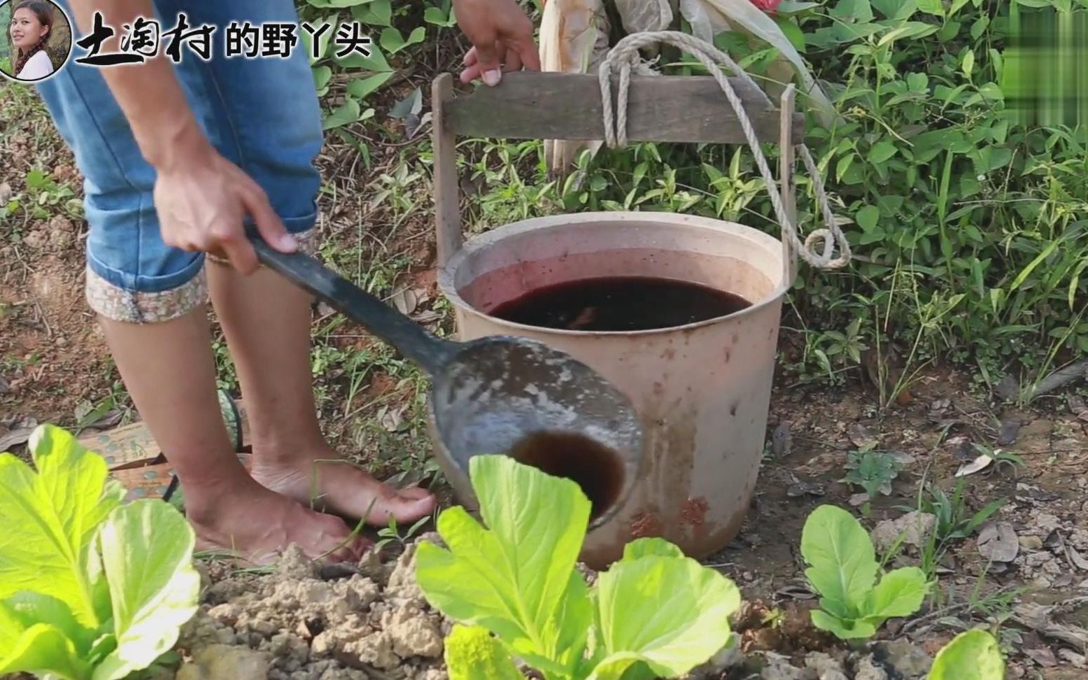 浇粪水的菜你敢吃吗农村姑娘不怕脏茅厕挑粪淋菜实实在在的美劳动最