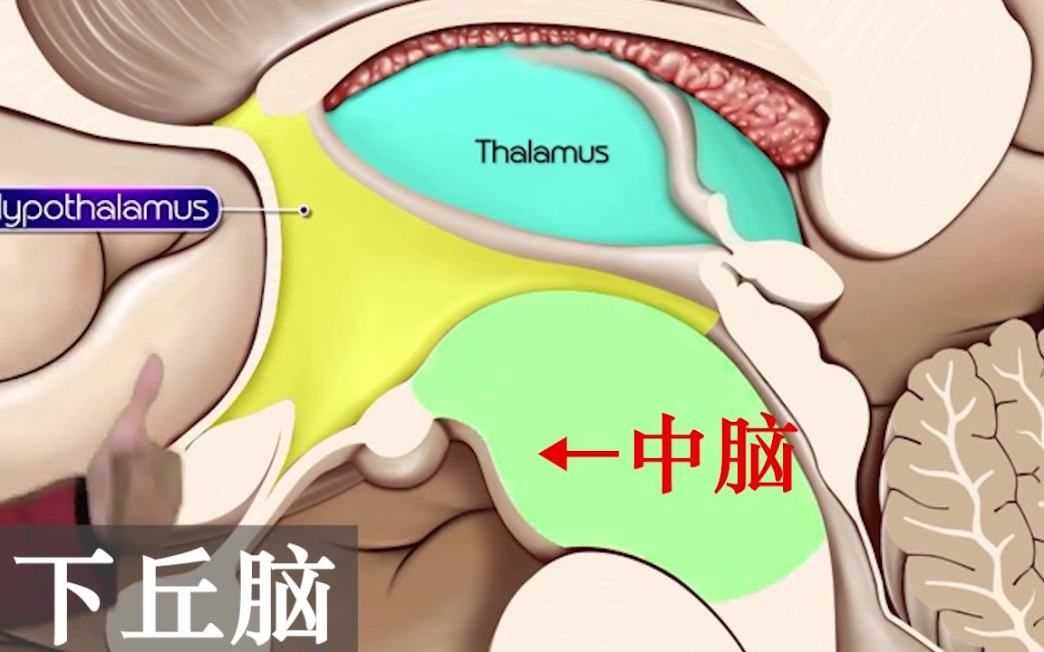 【人解三分钟】间脑,不止有下丘脑:内外侧膝状体,上后背底丘脑,一起来找找哔哩哔哩bilibili