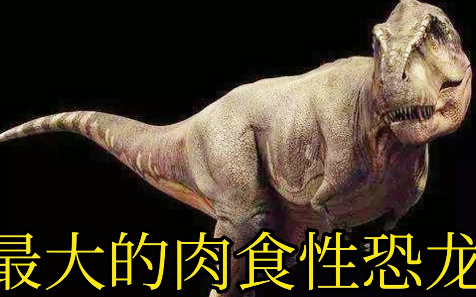 世界上最大的恐龙肉食图片