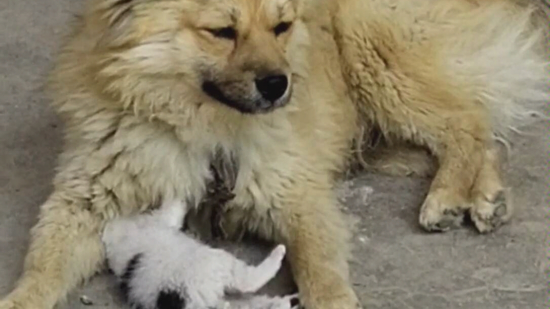 狗妈妈和猫宝宝