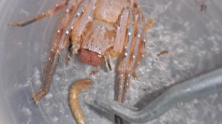 版纳密毛巨蟹蛛大母吃面包虫头