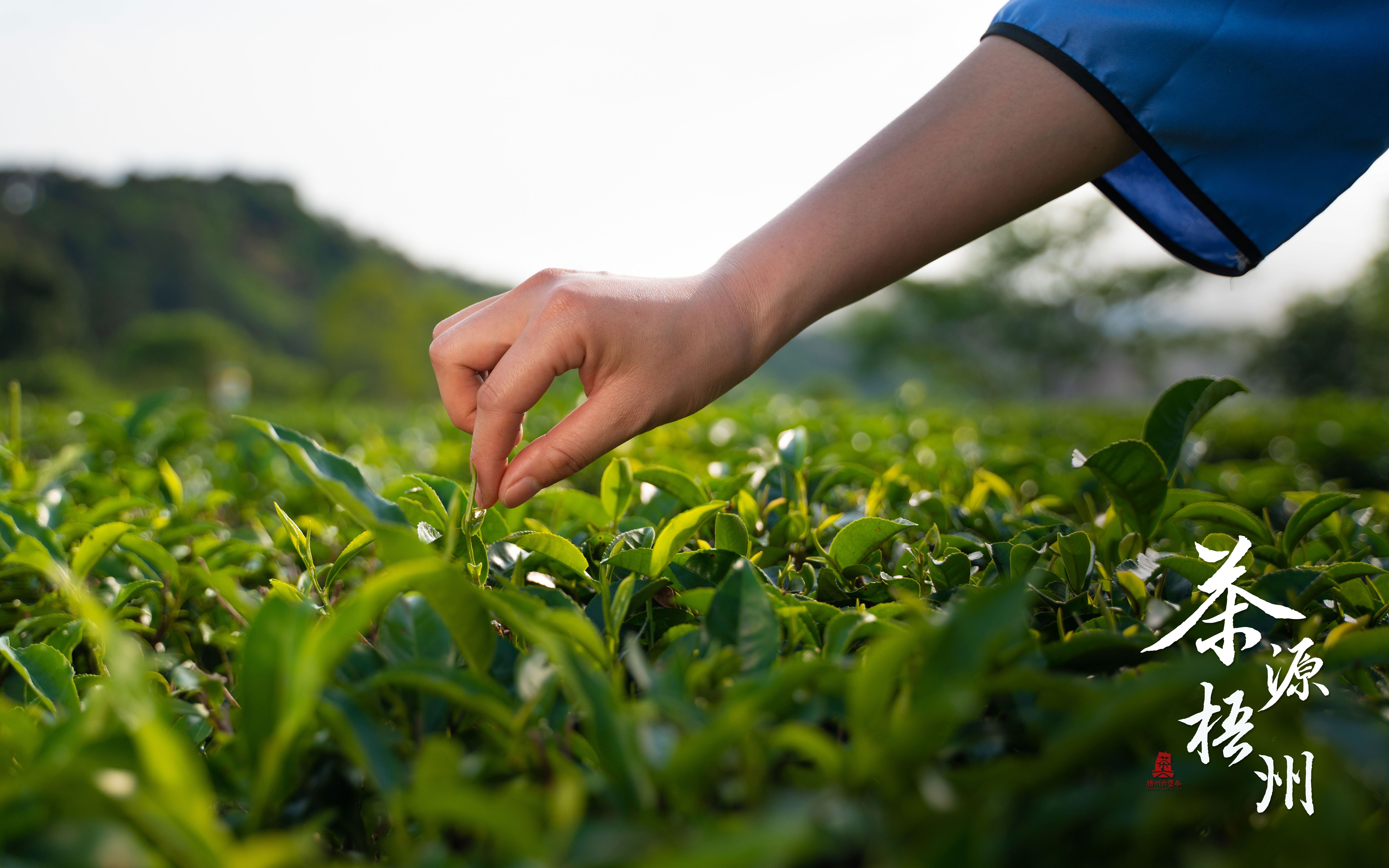 《茶源梧州》广西梧州六堡茶纪录片