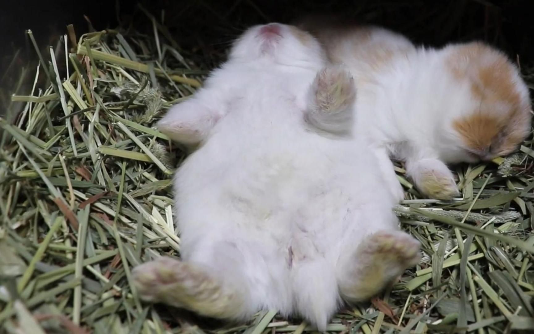 【超级治愈】小兔子的奇葩睡姿part1