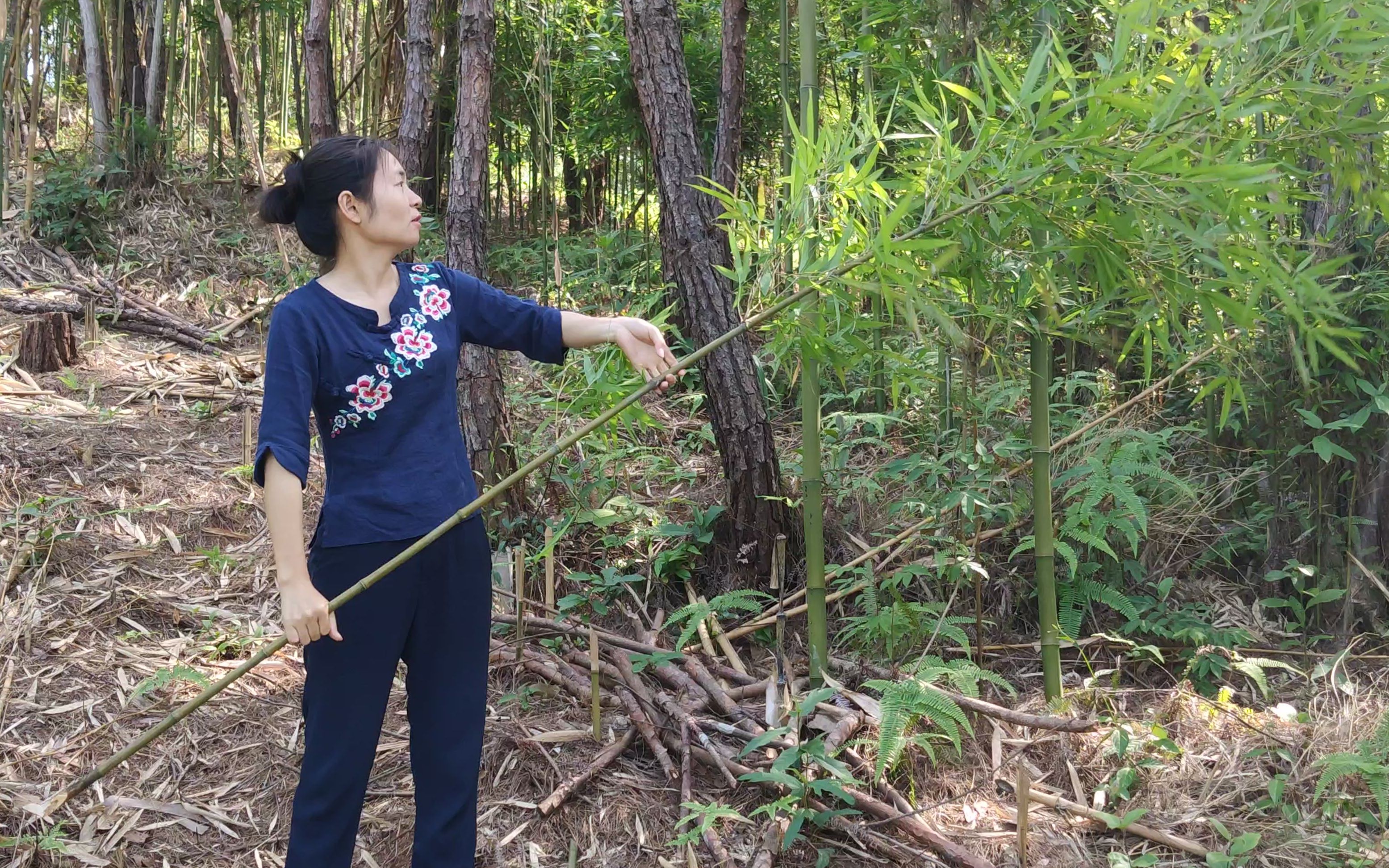 [图]生长在大山里的铁竹子，是做鱼竿的绝好材料，拉十斤大鱼都没问题