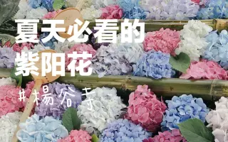 紫阳花 绣球花 搜索结果 哔哩哔哩弹幕视频网 つロ乾杯 Bilibili