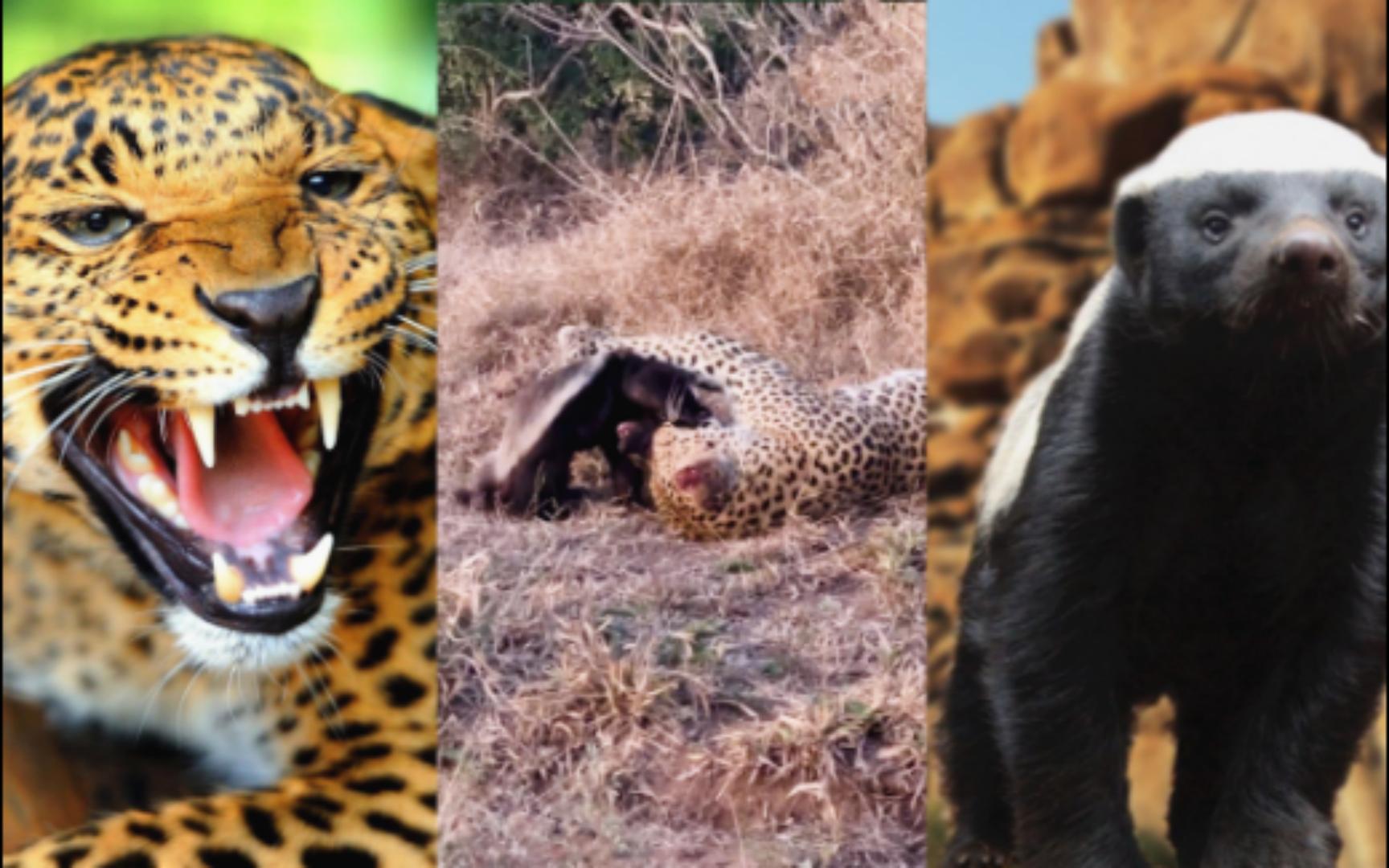 逆天花豹轻松干掉"非洲一霸"—平头哥蜜獾