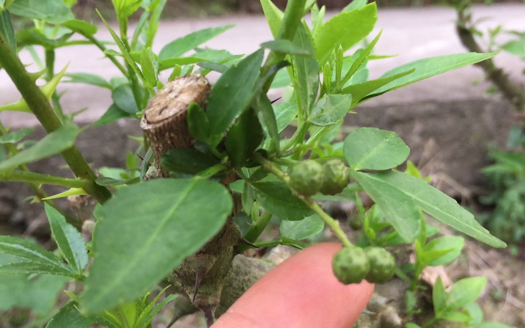 山城农人:这种花椒树发枝特别快,才过一个月,就长出满树的新枝哔哩哔哩bilibili