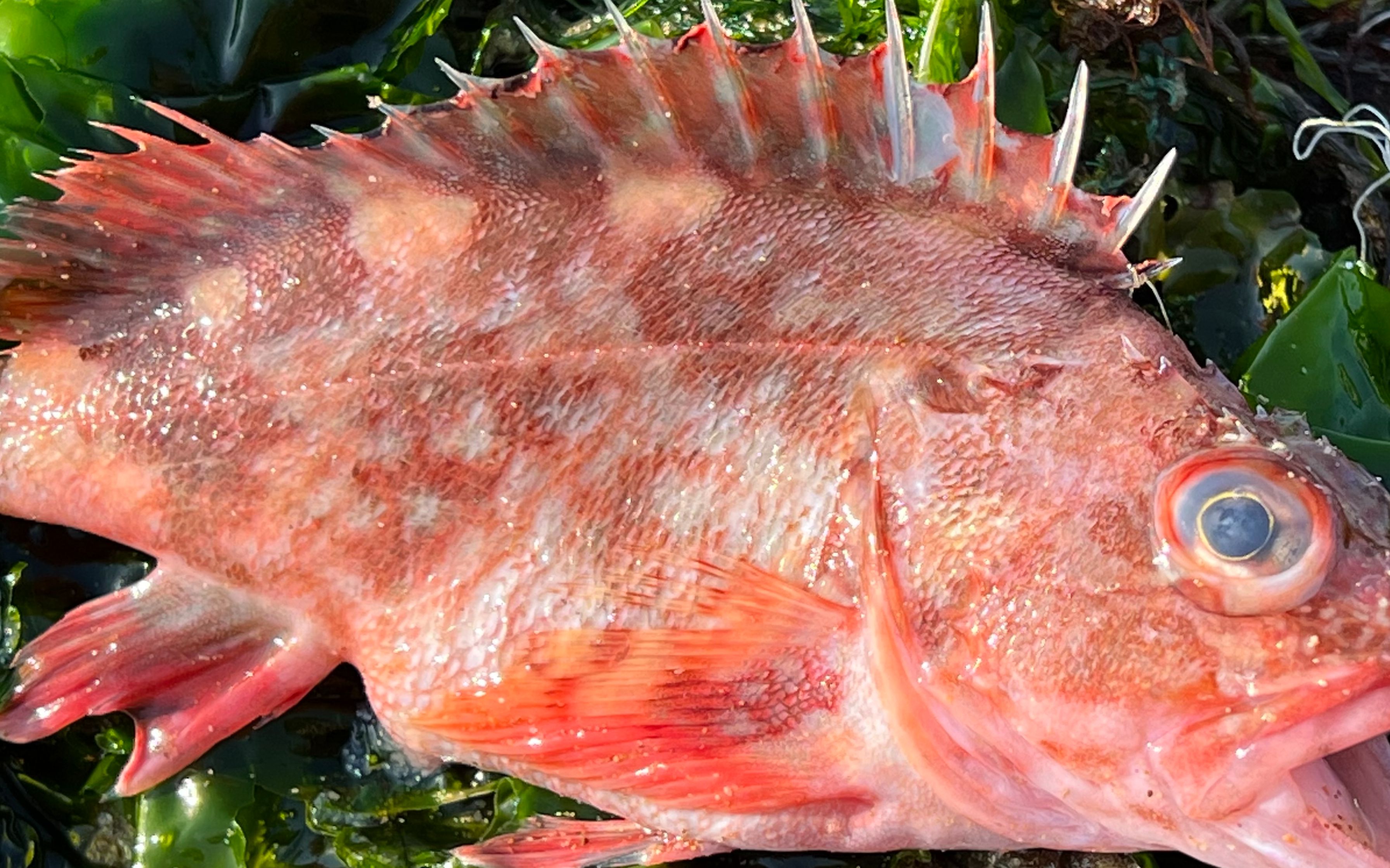 大庆赶海退潮后发现一只比手还大的带子贝还有红色石头鱼