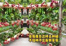 Tải video: 草莓像我这样种植，我就不信你种不出新鲜草莓！