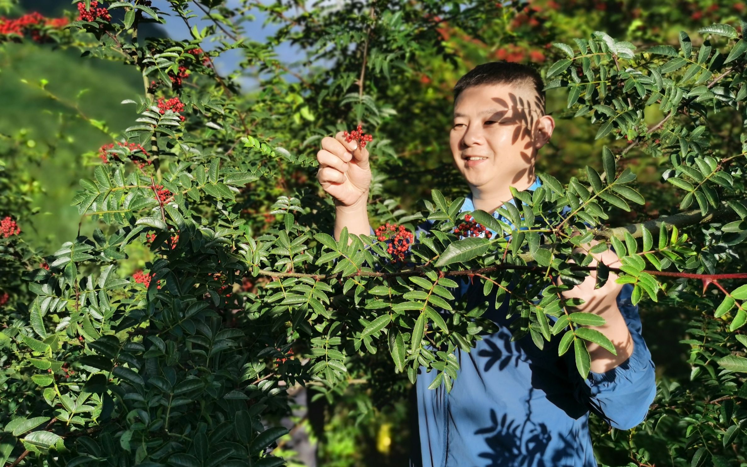 火哥带你了解真正的汉源花椒,高山上的娃娃椒粒粒皆辛苦哔哩哔哩bilibili