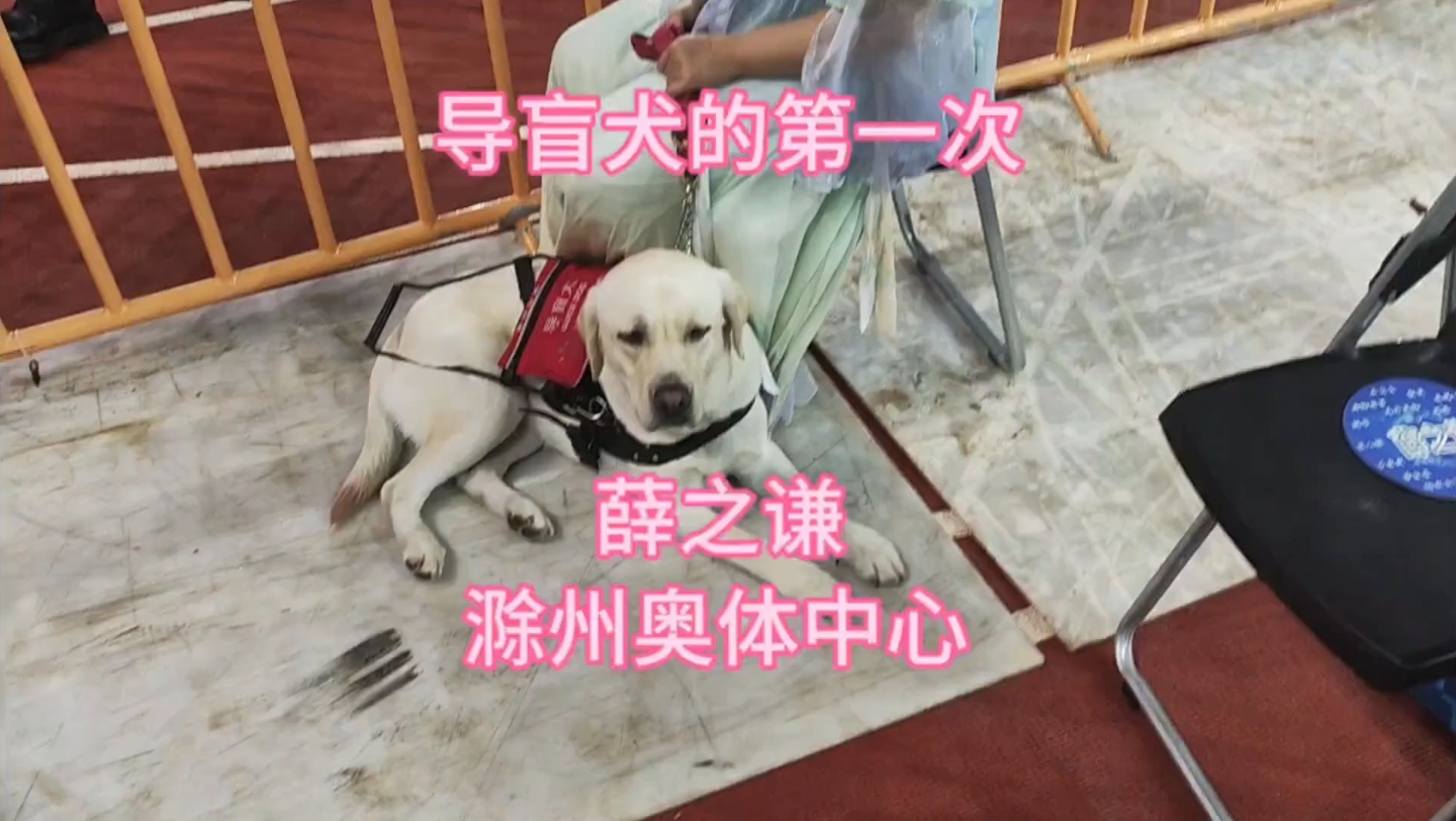 导盲犬的第一次 给了薛之谦演唱会 感谢主办方、滁州奥体中心对导盲犬的包容 来之前还比较担心 在现场真的有被主办方暖到给了个SVIP哔哩哔哩bilibili