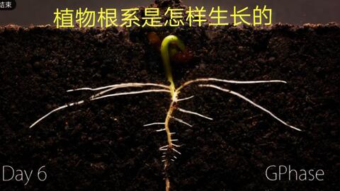 植物根系roots Of Plants 哔哩哔哩 つロ干杯 Bilibili