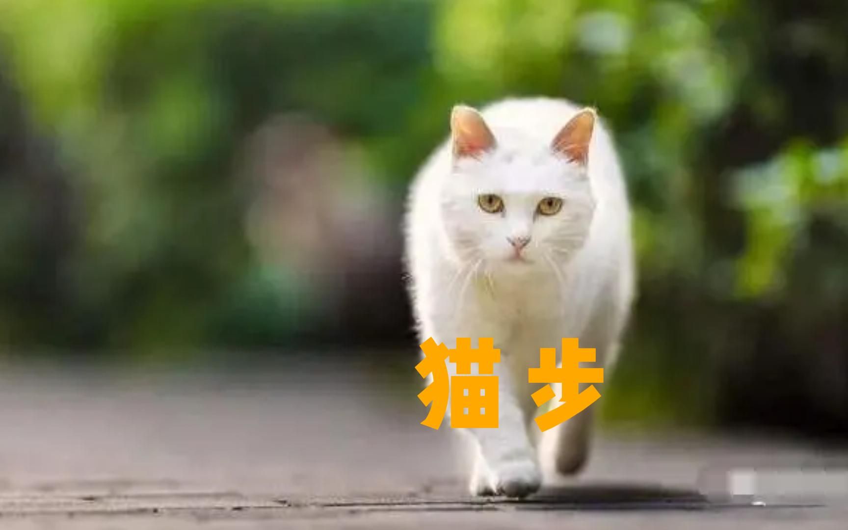 猫咪的走路方式哔哩哔哩bilibili