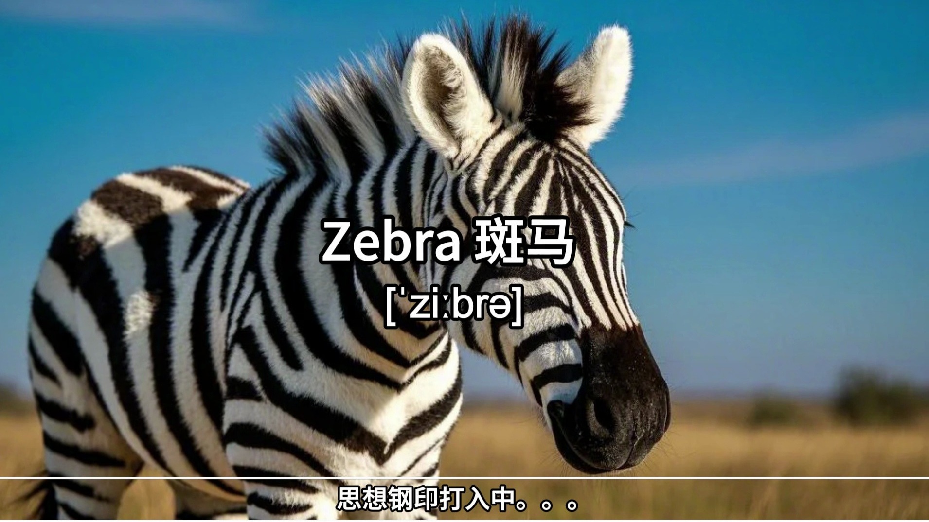 10秒搞定一个单词:zebra 斑马