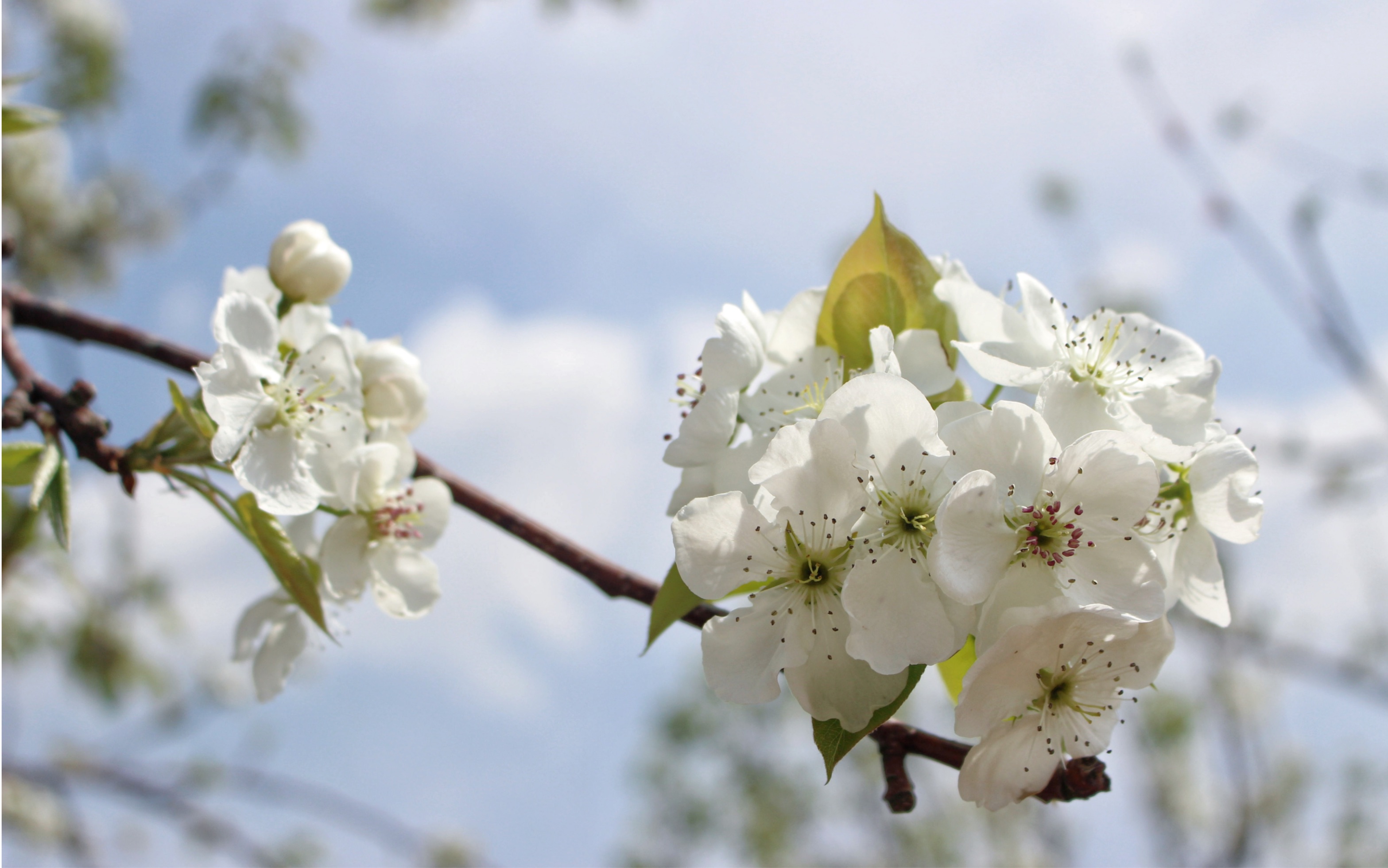 个旧加级寨,梨花谷.