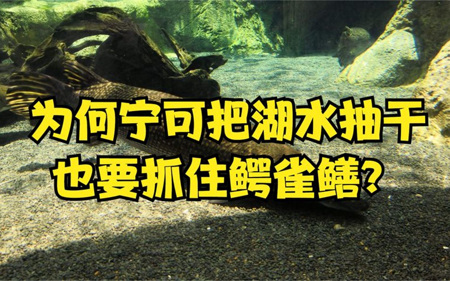 河南汝州湖里的鳄雀鳝是啥?为何宁可把水抽干也要抓住它哔哩哔哩bilibili