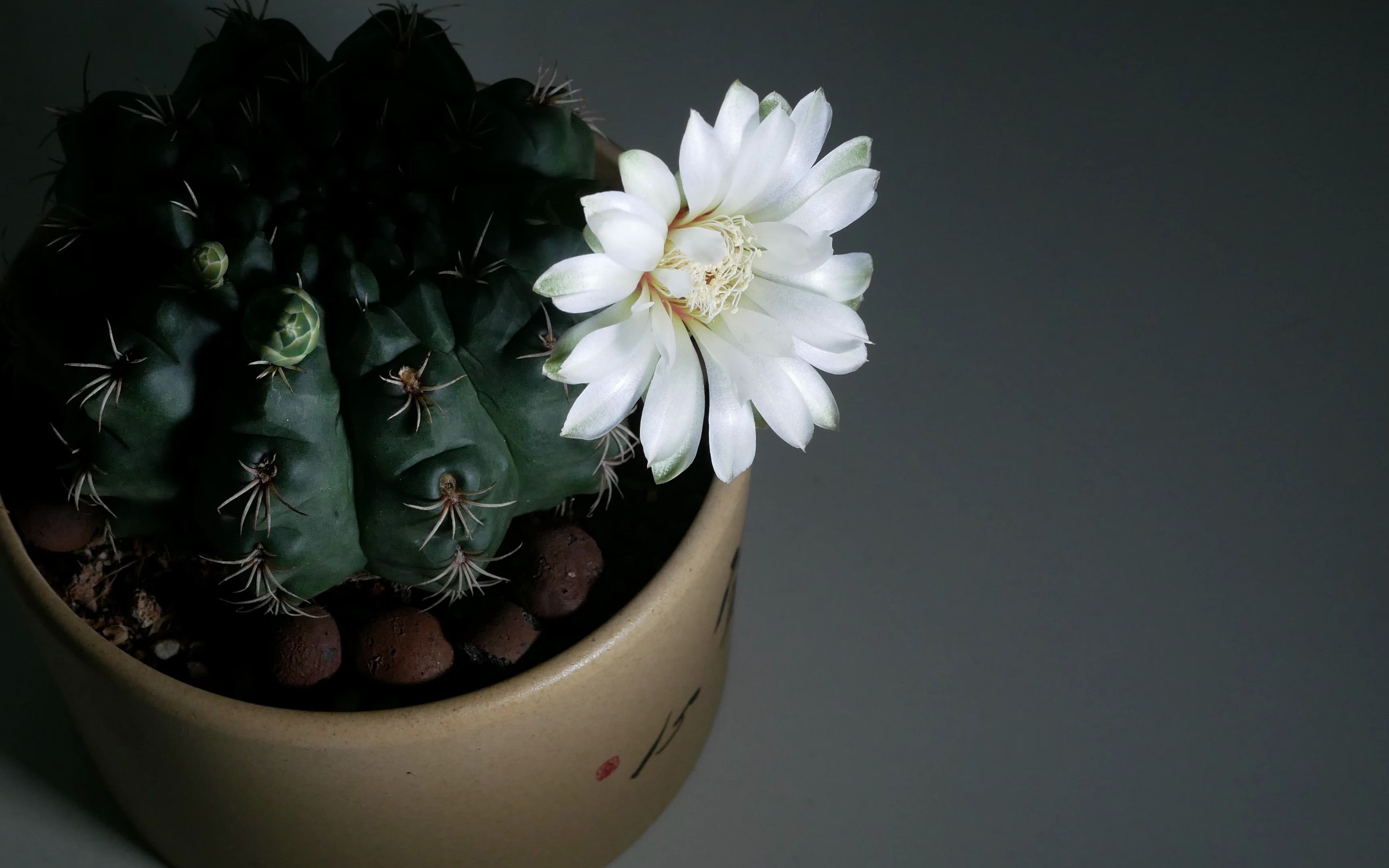 【4k】超清仙人球绯花玉完整开花延时摄影-白花