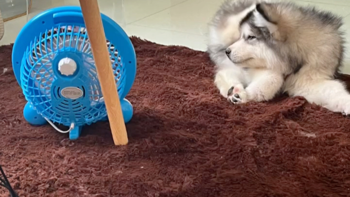 修狗 阿拉斯加闹总