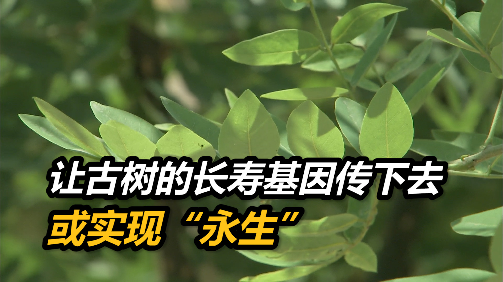 让古树的长寿基因传下去,北京古树或实现“永生”哔哩哔哩bilibili