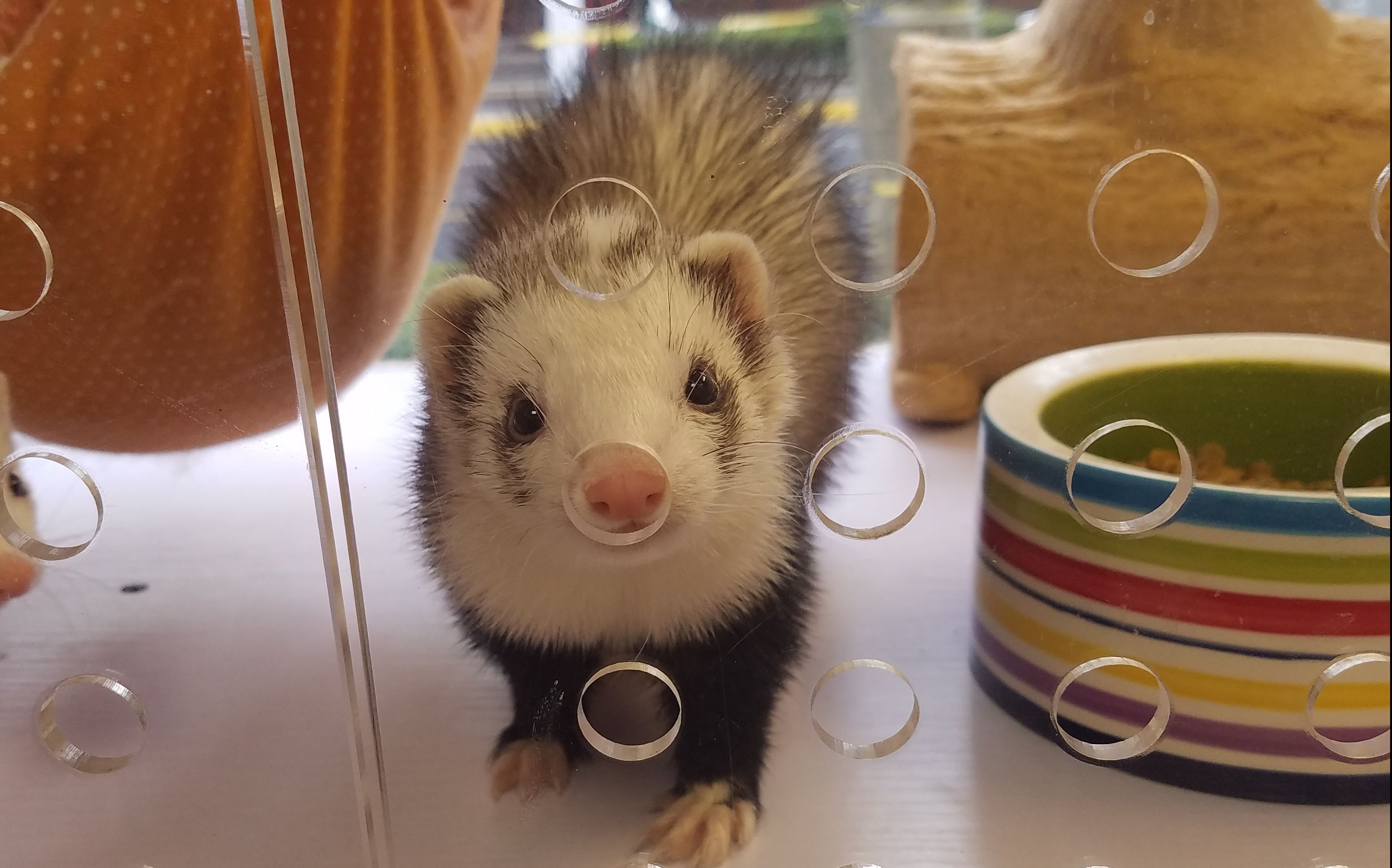 【雪貂】小椰子的第一次露脸视频