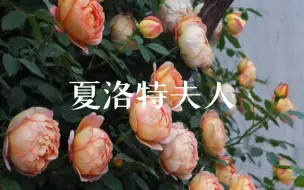 Download Video: 夏洛特夫人的一点点种植经验啦～