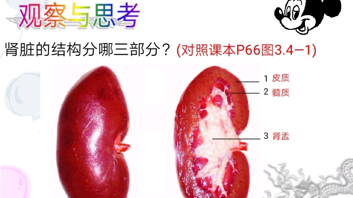 肾脏的结构哔哩哔哩bilibili