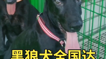 黑狼犬大型犬黑狼纯种黑狗黑狼狗哔哩哔哩bilibili