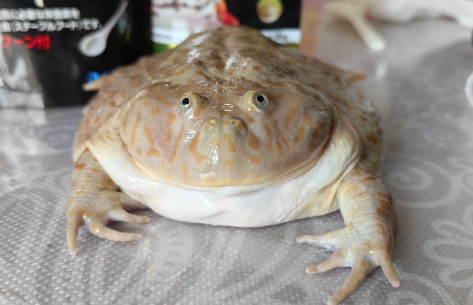 小丑蛙吃饭咯!进来参与无奖竞猜