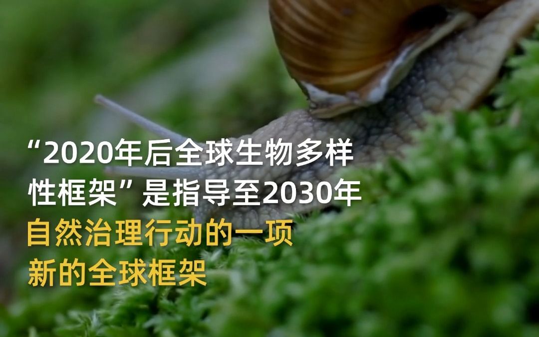 [图]COP15带你了解“2020年后全球生物多样性框架(GBF)”