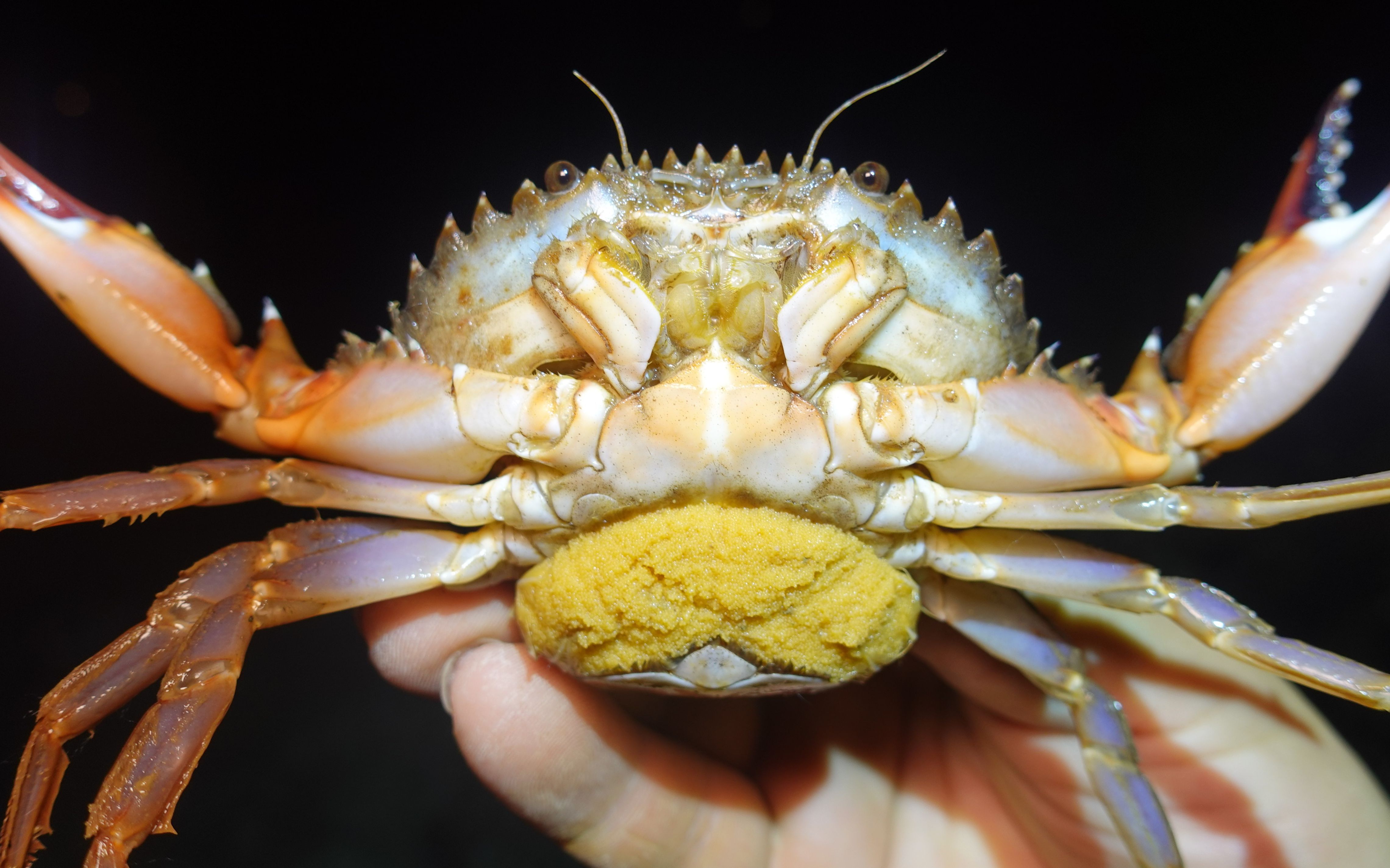 阳仔深夜来到大坝突然发现能捡到带籽的螃蟹了还意外的捡到海胆