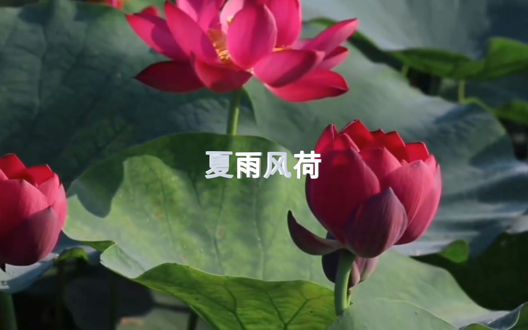 [图]登榜古筝名曲《Rain Lotus -夏雨风荷》宁心降燥，不可多得的养心养性纯音乐