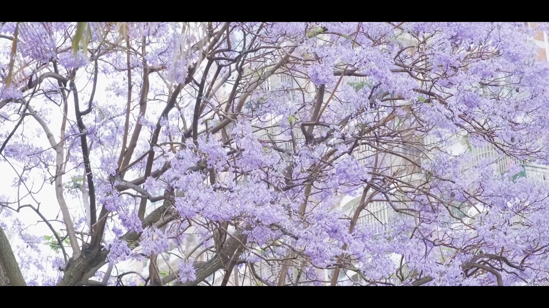 [图]壬寅.四月.厦门蓝花楹《雨中花令》