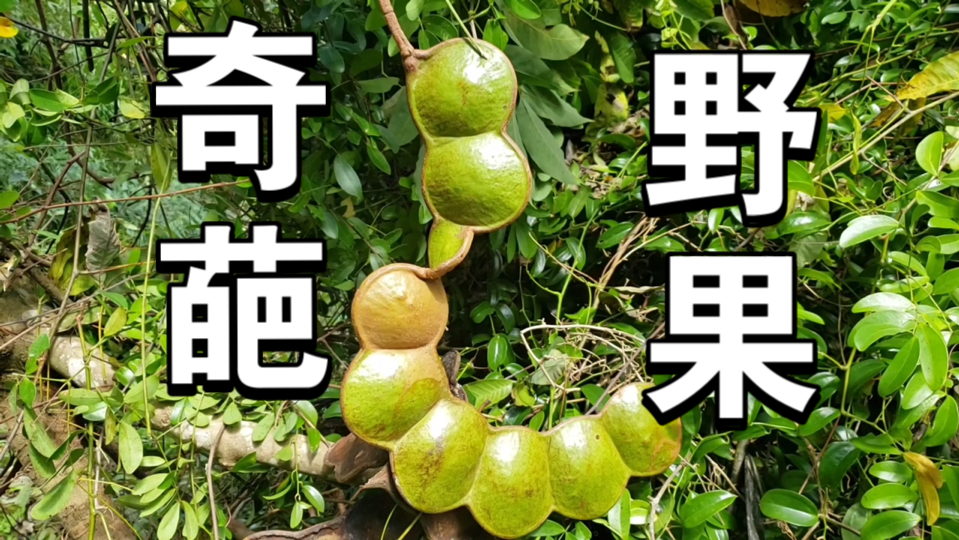 过江龙?这种果子你见过吗