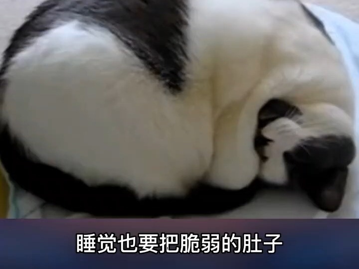 169 猫咪睡姿代表什么含义?你家猫咪睡觉是什么姿势呢#萌宠 #我和我的猫 #猫咪 #记录猫咪日常 #宠物哔哩哔哩bilibili