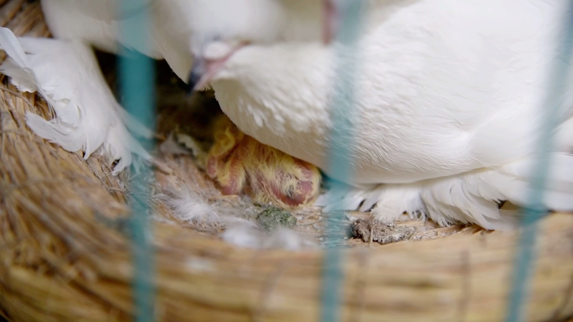 活动作品刚出生的小鸽子