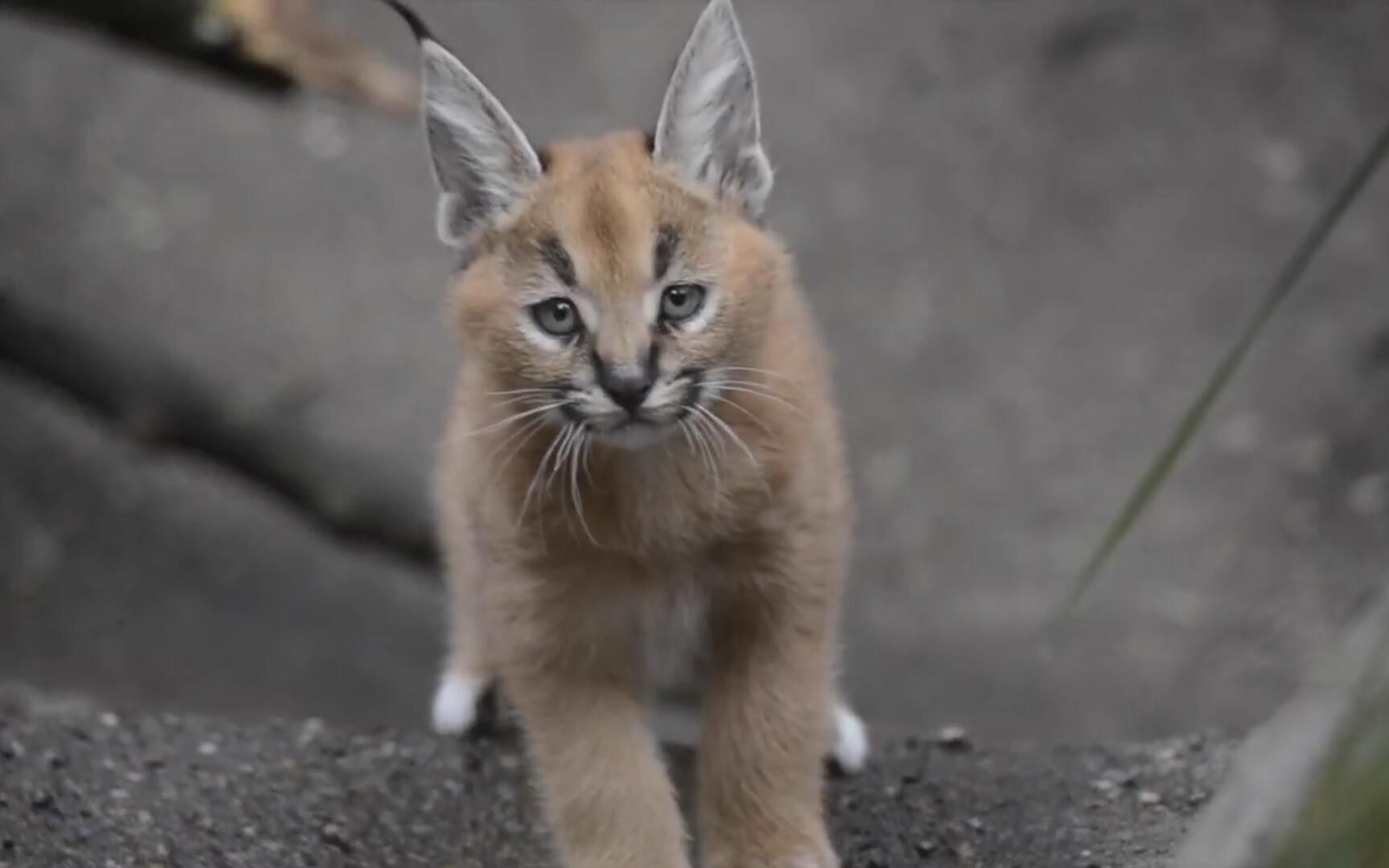 活泼,激萌!对这个世界充满好奇的小狞猫!