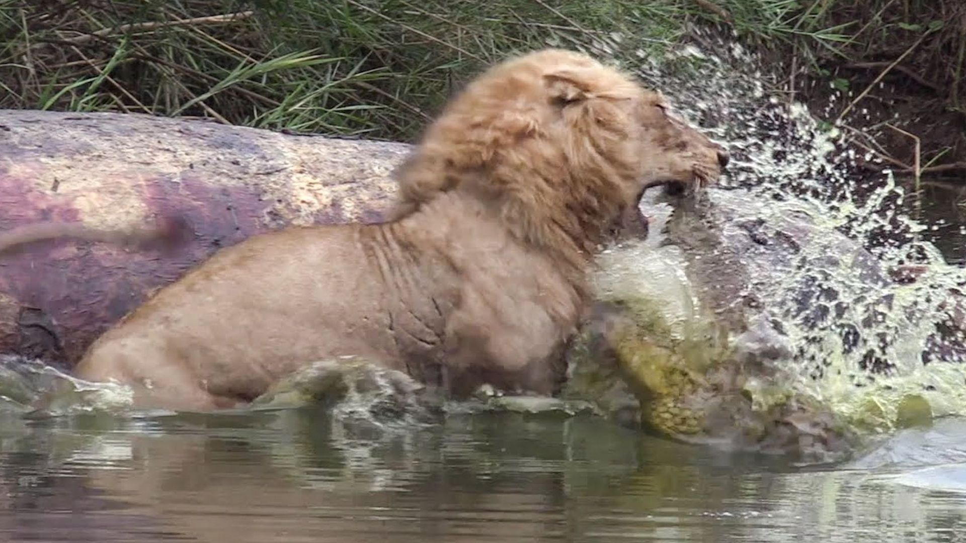 雄狮正在吃肉,一道"黑影"就猛蹿而出,狮子秒被"开膛破肚"