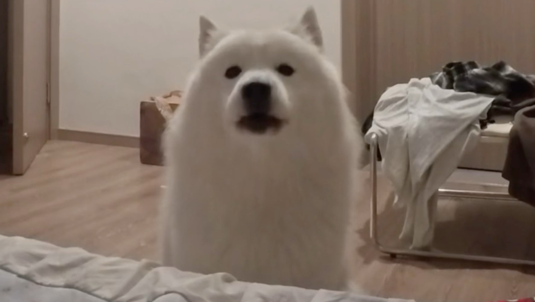 床边长萨摩耶了
