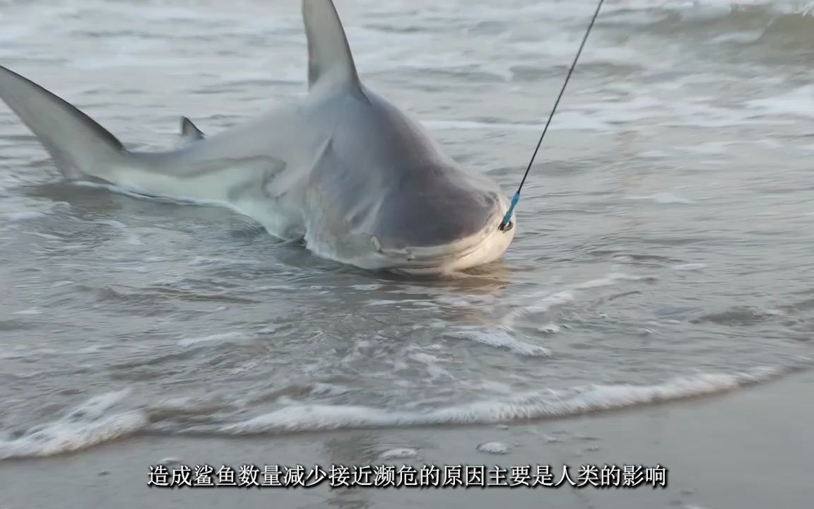 海哥浅滩意外钓到鲨鱼,接下来的做法却让人称赞