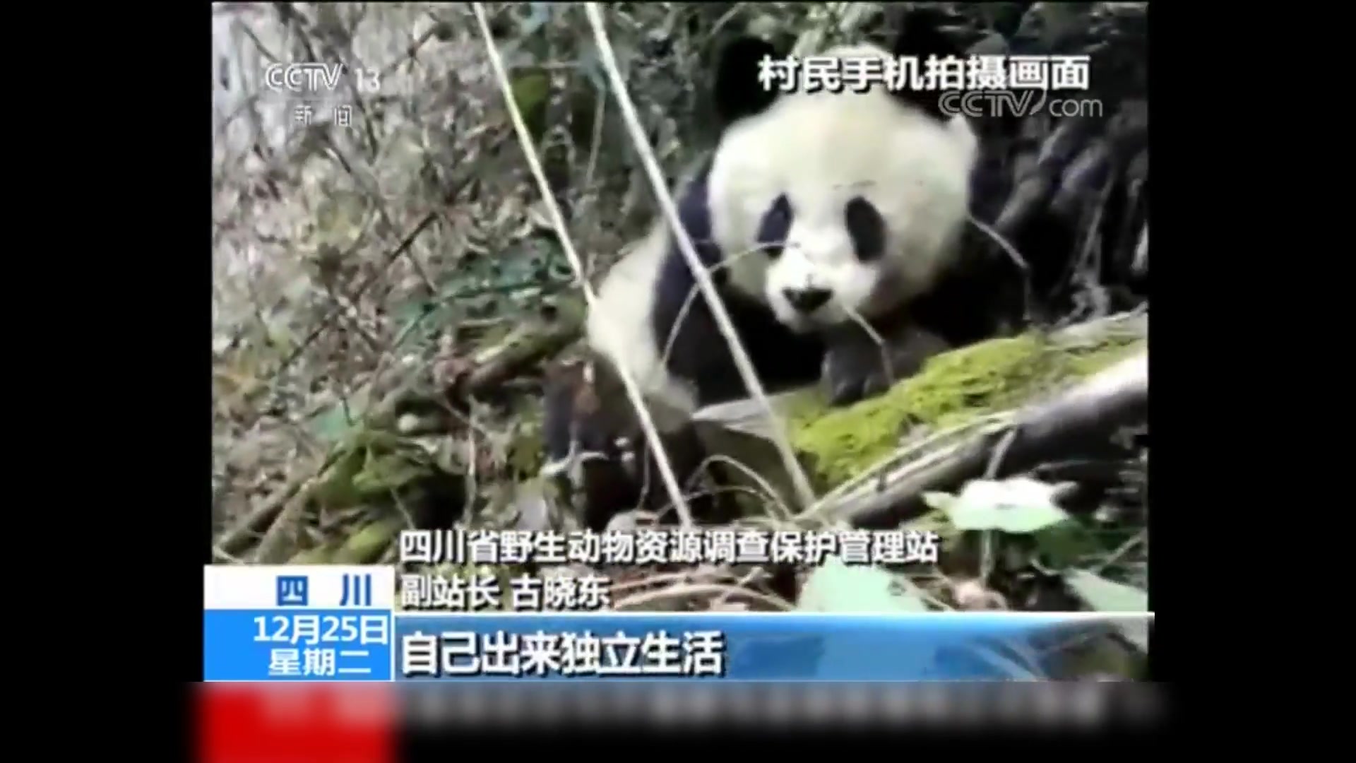 四川北川:保护区外发现野生大熊猫哔哩哔哩bilibili