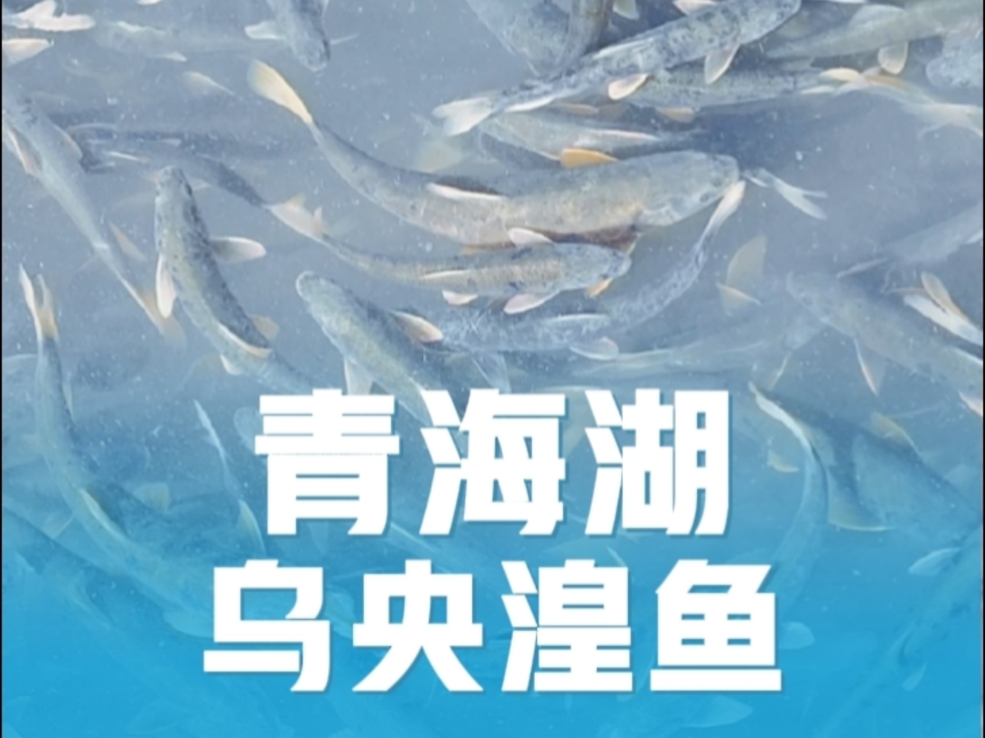 青海湖乌央乌央的湟鱼