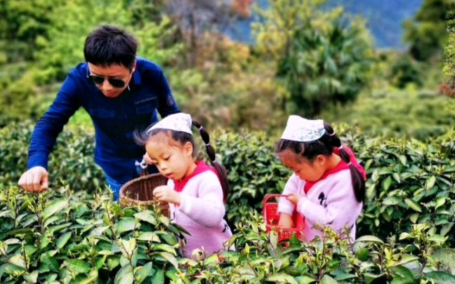 [图]云雾茶围绕着庐山也就几大茶场，每家农户人工采摘，一年产量几百斤而已，海拔不同味道也不同，茶场环境好，场主人帅有耐心！非常不错的体验