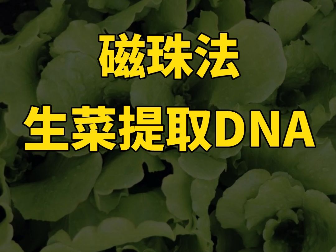 生菜DNA提取 磁珠法哔哩哔哩bilibili